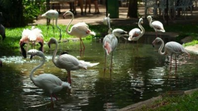 Foz do Iguaçu - Parque das Aves estará fechado para visitação a partir de terça-feira (23)