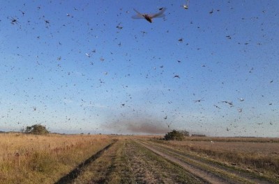 Nuvem de gafanhotos destrói lavoura de milho na Argentina e pode chegar ao Brasil