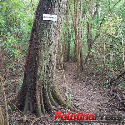 Sociedade Rural de Palotina implanta Agrotrilhas e incentiva educação ambiental