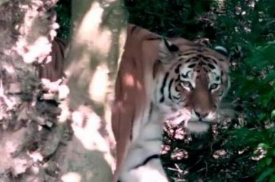 Tigre mata cuidadora de 55 anos na frente de visitantes em zoológico de Zurique