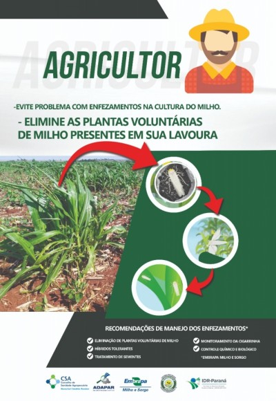 Sanidade Vegetal: Cultura do milho x Enfezamento