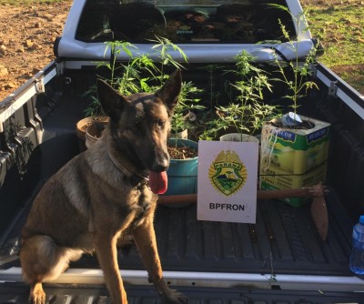 POLICIAIS APREENDEM 36 PLANTAS DE MACONHA NA CIDADE DE FOZ DO IGUAÇU-PR DURANTE OPERAÇÃO HÓRUS