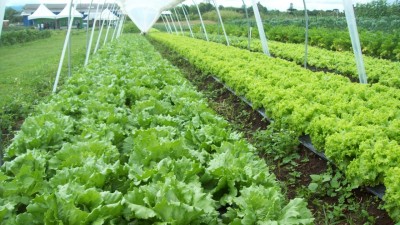 Primeira patente verde da UFPR, biofertilizante orgânico à base de microalgas é opção sustentável para a agricultura