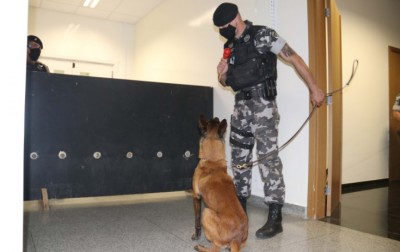 Polícia Científica e PM treinam cães de faro para encontrar novas drogas