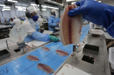 Produção de tilápia transforma vidas no Oeste do Paraná
