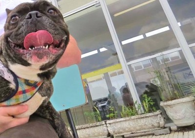 UFPR confirma presença de SARS-CoV-2 em dois cães de Curitiba; casos são primeiros do Brasil