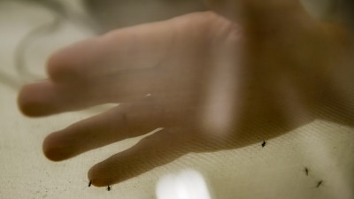 Cientistas da UFPR criam repelente contra mosquito da dengue baseado em tática evolutiva do inseto