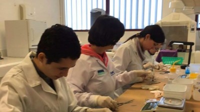 Pesquisa da UFPR indica que substância de planta nativa do PR tem resultados positivos no combate a células tumorais