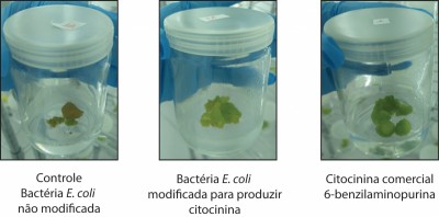 Pesquisa da UFPR indica resultados promissores inéditos com hormônio vegetal que auxilia no crescimento das plantas