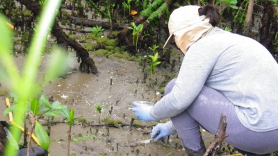 Pesquisa da UFPR detecta substâncias cancerígenas no mangue da Baía de Paranaguá, mas também sinaliza qualidade ambiental