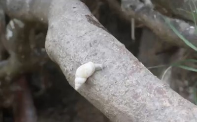 Pesquisadores da UFPR descobrem espécie de molusco que só existe em arquipélago paranaense 