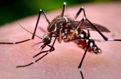 Primeiro boletim de 2021 da Dengue confirma mais uma morte no Paraná