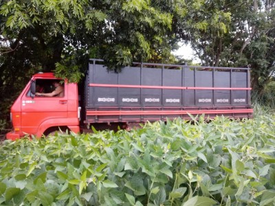 Polícia militar de Terra Roxa apreende caminhão carregado com cigarros oriundos do Paraguai.