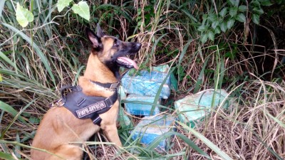 BPFRON APREENDE 158 KG DE MACONHA DURANTE OPERAÇÃO HÓRUS EM SANTA HELENA