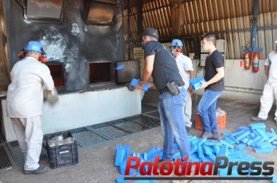 Polícia Civil de Palotina incinera mais de 160Kg de Drogas 