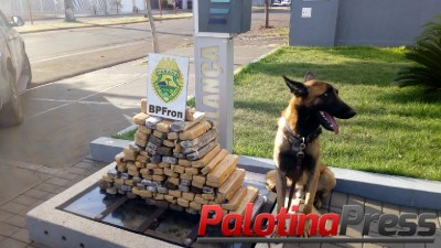 BPFRON APREENDE DROGAS EM TOLEDO-PR DURANTE OPERAÇÃO HÓRUS