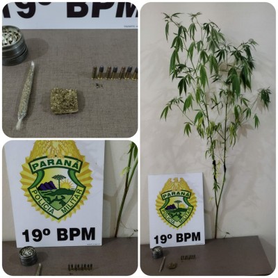 PM de Palotina apreende munições, entorpecentes e um pé de maconha no Bairro Vô Conrad.