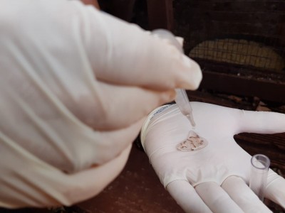 Levantamento de Índice de Infestação de Dengue em Palotina ultrapassa o preconizado