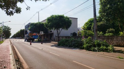 Prefeitura de Palotina realiza poda de árvores na Avenida Independência