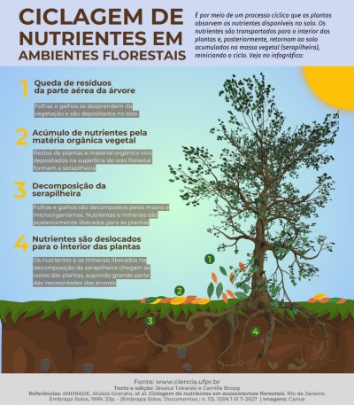 “Fitocanibalismo”? Pesquisadores descrevem como pínus se “alimenta” de árvores que ficam de pé por anos após a morte