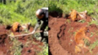 Idoso mata e enterra cachorros na área rural de Cascavel