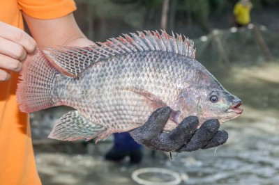 Feira do Peixe acontece de 14 a 18 de abril na Praça Amadeo Piovesan