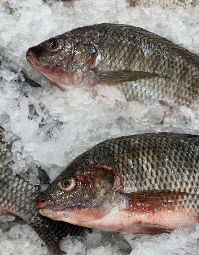 Feira do Peixe inicia segunda-feira na Praça Amadeo Piovesan