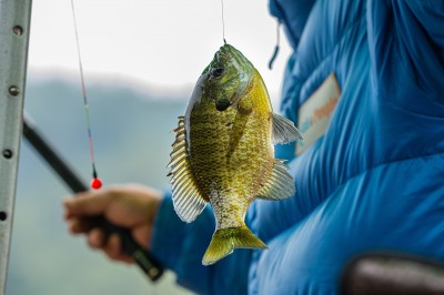 1º Festival de Pesca no Lago Municipal acontece no Dia do Trabalhador em Palotina