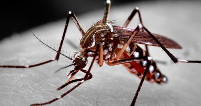 Coordenação de Endemias divulga resultado do 3º Levantamento de Índice Rápido do Aedes aegypti (LIRAa)