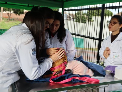 SANIDADE Palotina promove neste sábado intensificação da vacinação gratuita de cães e gatos 