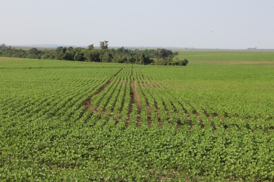 Fórum Técnico da Expo Palotina 2026 abordará temas estratégicos do agronegócio 