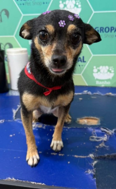 Cachorrinha Pincher Maju está desaparecida. Ajude a encontrar.