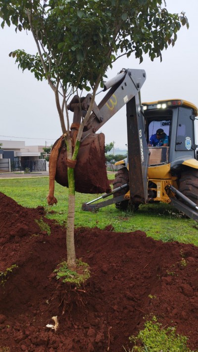 Prefeitura realiza retirada de árvores para replantio em áreas públicas e prepara terreno para construção do CMEI Progresso 