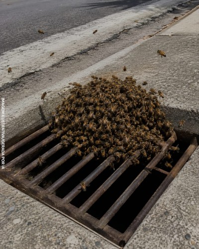 Bombeiros atendem ocorrência de enxame de abelhas no Centro de Palotina