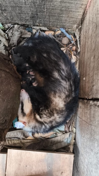 Gambá com filhotes é encontrado dentro de residência e resgatado pelos Bombeiros