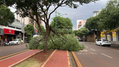 Árvore cai sobre avenida e mobiliza Corpo de Bombeiros em Palotina