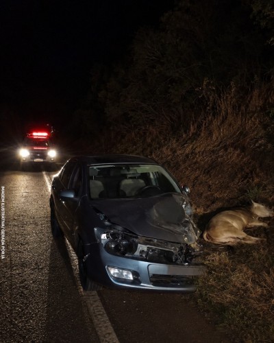 Carro atropela boi na PR-323 e jovem fica ferido próximo a Tapejara