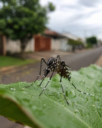 Palotina registra seis casos confirmados de dengue e mantém seis em investigação