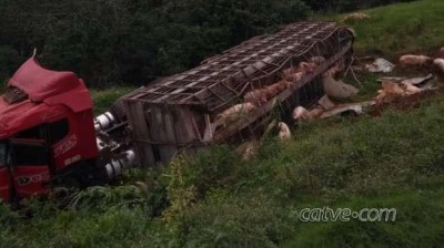 Porcos foram furtados, afirma dono da carga envolvida em acidente BR 163