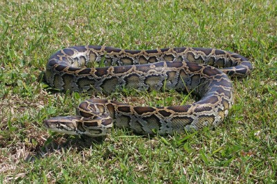 Mulher sai para inspecionar milharal e é engolida por cobra na Indonésia