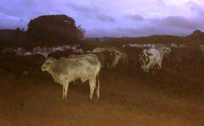 Polícia recupera 141 cabeças de gado do rebanho roubado em Cafezal do Sul