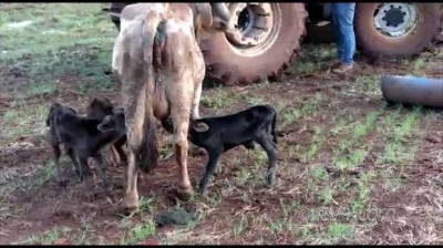 Mundo animal: bezerros trigêmeos nascem em Nova Laranjeiras