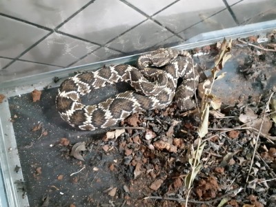 Jardineiro picado por cascavel leva animal até hospital no interior de SP