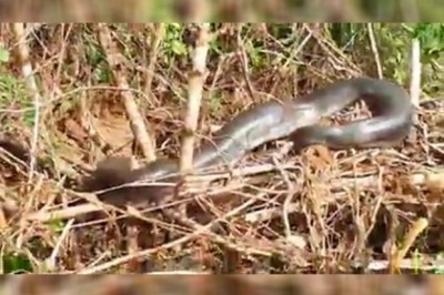 Sucuri gigante é encontrada por pescadores umuaramenses no Porto Camargo