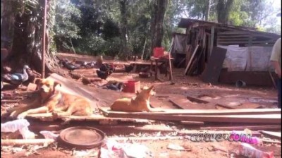 Moradora acredita que onça atacou cachorros em uma residência em Cascavel