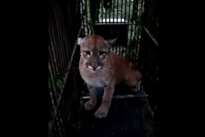 Onça capturada em Cascavel é um macho e tem 41 quilos