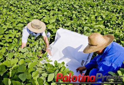 Sindicato Rural de Palotina e Senar preparam cursos 