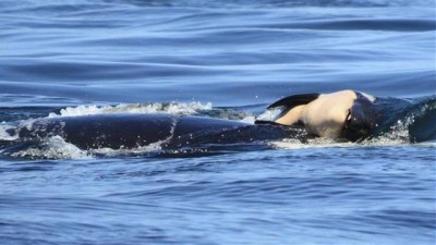 Orca carrega o cadáver de seu filhote há 16 dias